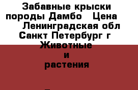 Забавные крыски породы Дамбо › Цена ­ 400 - Ленинградская обл., Санкт-Петербург г. Животные и растения » Грызуны и Рептилии   . Ленинградская обл.,Санкт-Петербург г.